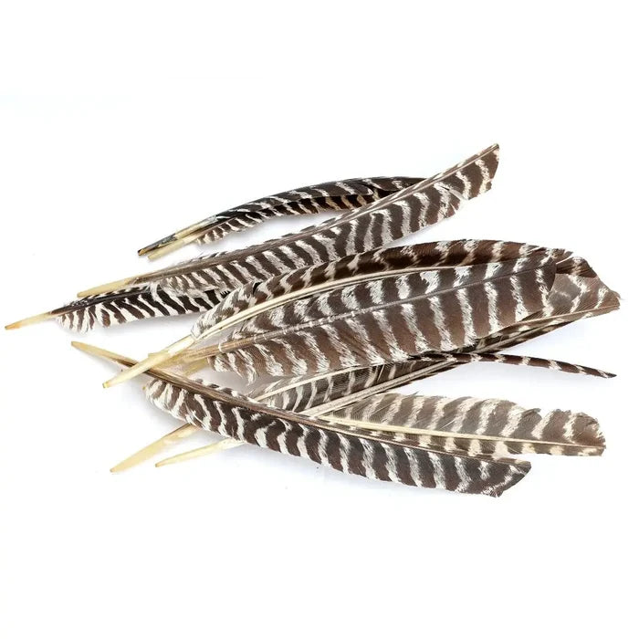 Barred Turkey Pointer Feathers - Left Wing  - Natural