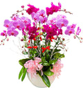 Blooming Potted Orchid for Mom Vietnam