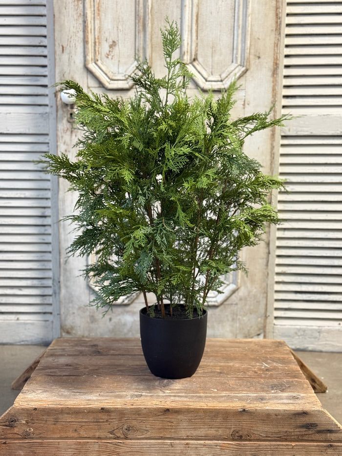 Churchill Cypress Tree  36"