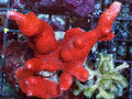 Orange-red Branching Montipora Bird's Nest Combo