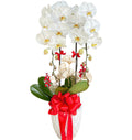 Orchid Beauty for Mom Vietnam