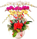 Potted Orchid Fantasy for Mom Vietnam