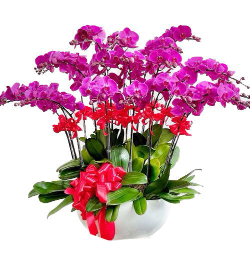 Potted Orchids For Mom 06