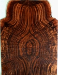 Claro Walnut Solid Body Electric Drop Top